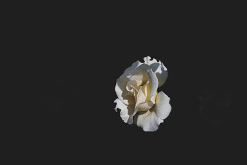 Fototapeta na wymiar delicate white rose in the garden against a dark background in the rays of the sun