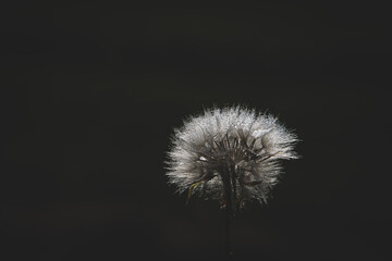 white dandelion in the meadow over green background
