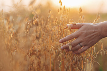 Woman hand holding oat stems in sunset light, hand close up. Summer grain harvest and rural slow...