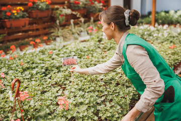 Woman Entrepreneur Caring About Flowers In A Greenhouse