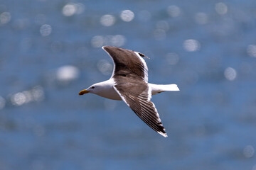 seagull in flight