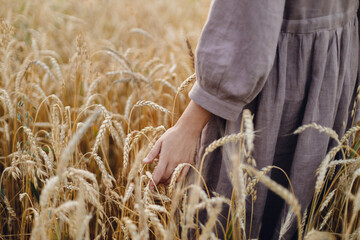 Woman hand holding wheat stems in field, cropped view. Atmospheric tranquil moment. Female in...