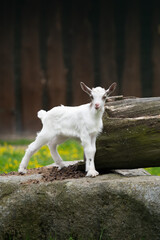 Fototapeta premium cute white goats on the farm