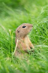 European ground squirrel (Spermophilus citellus), European souslik in the grass