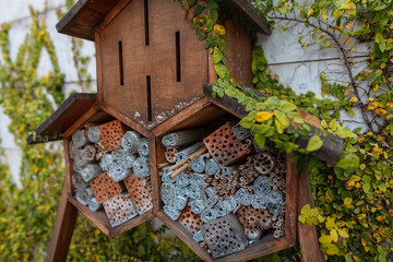 Fototapeta na wymiar House insects, bees and bugs in the garden. Saving Bees and Global Ecology