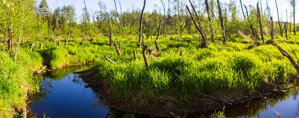 Panorama beautiful background of swamp. Among the forests and greenery. With nature feeling relaxed and bright blue sky with cloud in background