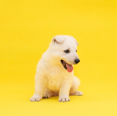 cute white puppy studio portrait on isolated yellow background