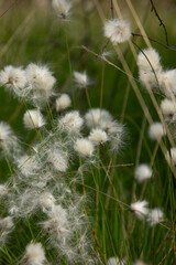 Wollgrass