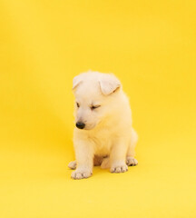 Fototapeta premium cute white puppy studio portrait on isolated yellow background