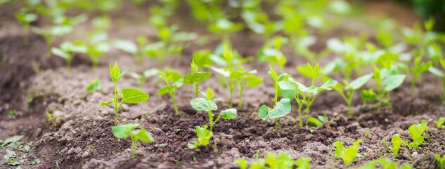 Peas planted in soil get ripe under sun. Cultivated land close up with sprout. Agriculture plant growing in bed row. Green natural food crop