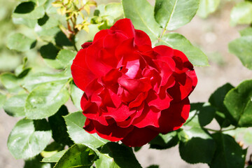 a large red rose bud on a background of green leaves is sunny in the afternoon. front view. garden