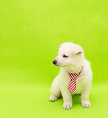 Fototapeta premium funny little puppy with party costume studio portrait on isolated background