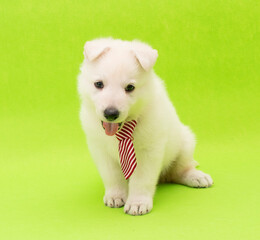 funny little puppy with party costume studio portrait on isolated background