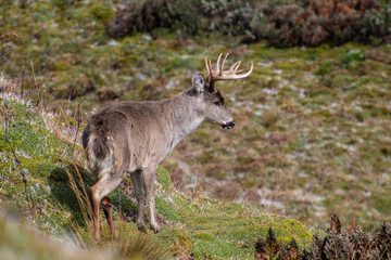 Beautiful deer in Cayambe Coca national park on a summer day.