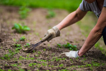 A woman's hand is pinching the grass. Weed and pest control in the garden. Cultivated land close...