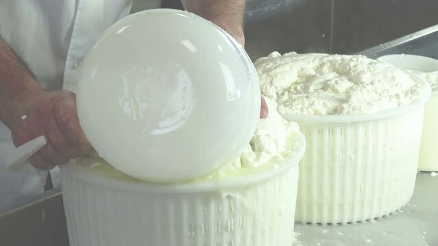Cheesemaker pours the curdled milk into plastic forms to shape the cheese - A cheesemaker prepares a form of cheese - process of making home-made cheese in the workshop - Cheese making process