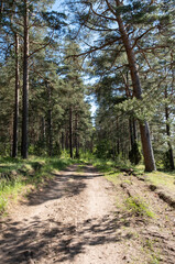 Wide sandy road through a summer pine forest. Walk in nature, meditation, travel