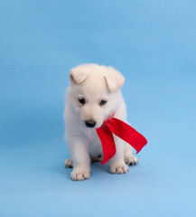 christmas cute white puppy on isolated blue background