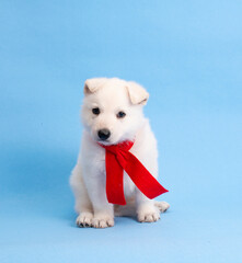 Fototapeta premium christmas cute white puppy on isolated blue background