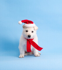 christmas cute white puppy on isolated blue background