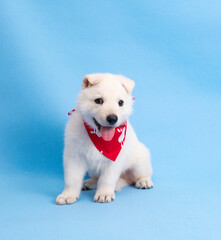 christmas cute white puppy on isolated blue background