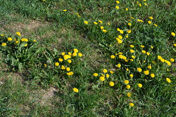 dandelions in the grass