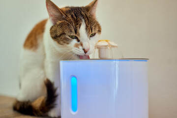 Pet water dispenser with automatic gravity refill.