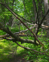 Fallen tree in the woods after a summer storm