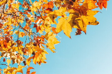 Fototapeta na wymiar Autumn orange and yellow leaves frame against blue sky.