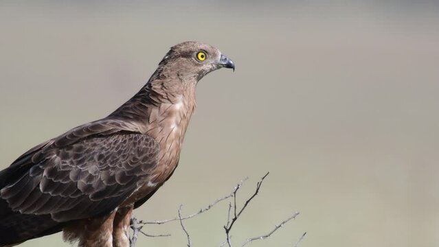 European Honey Buzzard Pernis apivorus in the wild.