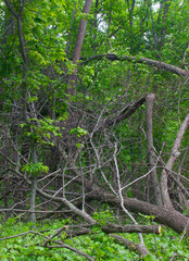 Fototapeta premium Fallen tree in the woods after a summer storm