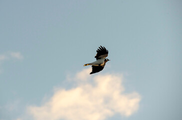 Birds flying in the sky