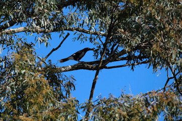 Australian Pied Currawong (Strepera graculina)