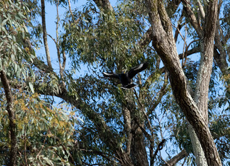 Australian Pied Currawong (Strepera graculina)