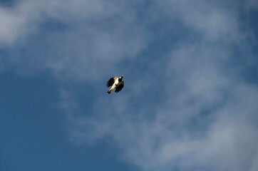 Birds flying in the sky