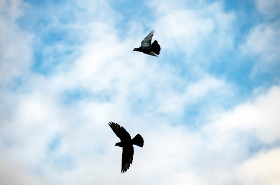 Birds flying in the sky