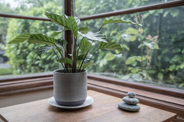 house plant and stack of rocks