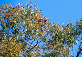 Noisy Miner (Manorina melanocephala )