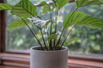 house plant and window