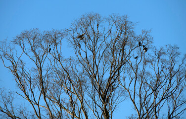 Bird on tree