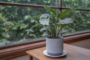house plant and window