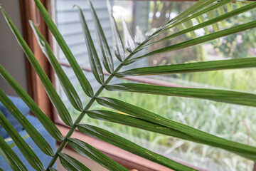 Obraz na płótnie Canvas palm branch and window