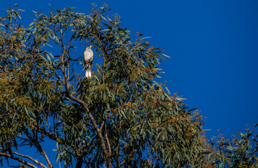 Noisy Miner (Manorina melanocephala )