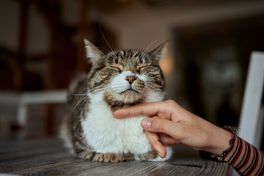 cute tabby little kitten european shorthair cat in hands.