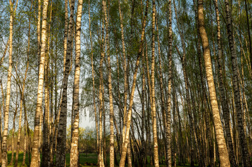 Fototapeta na wymiar Birch grove in spring. Tree trunks, greenery at sunset. 