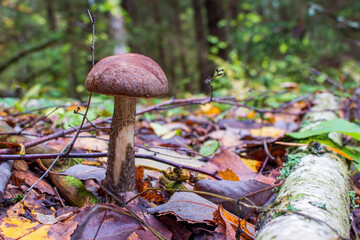 Leccinum scabrum, commonly known as the rough-stemmed bolete, scaber stalk, and birch bolete in the autumn forest