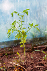 Tomatoes grown in a greenhouse.