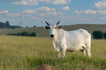 brazilian cattle in the pasture