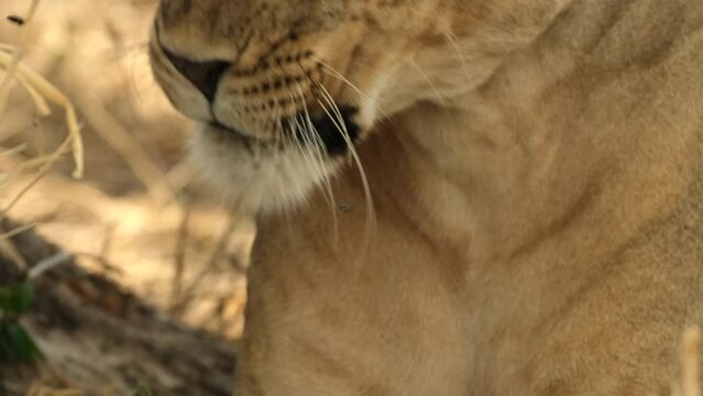 Close-up of the muzzle of a lioness that is attacked by flying insects: gadflies, flies and wasps. A wasp flew into the nose of the lioness; she was very startled by unpleasant feelings.
