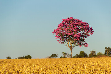 Ipê roxo, uma árvore típica do cerrado brasileiro. Handroanthus impetiginosus. Foto feita na...